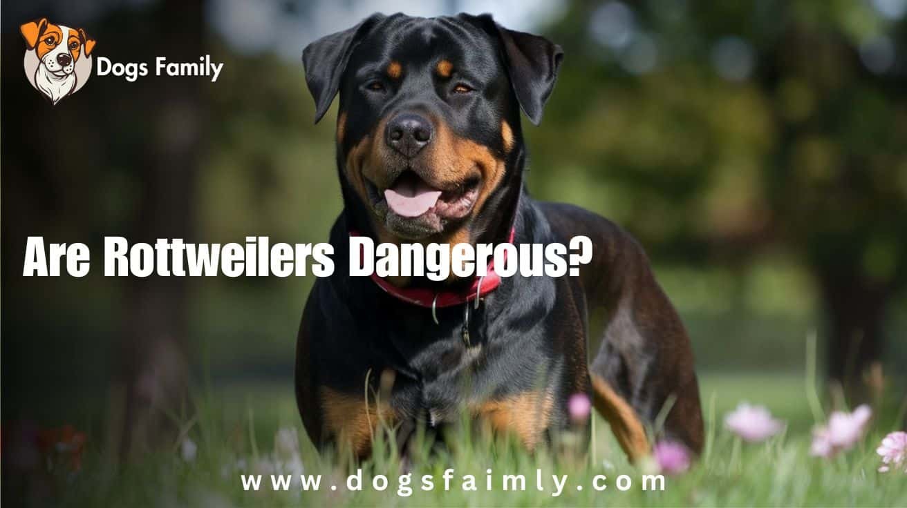 Are Rottweilers Dangerous