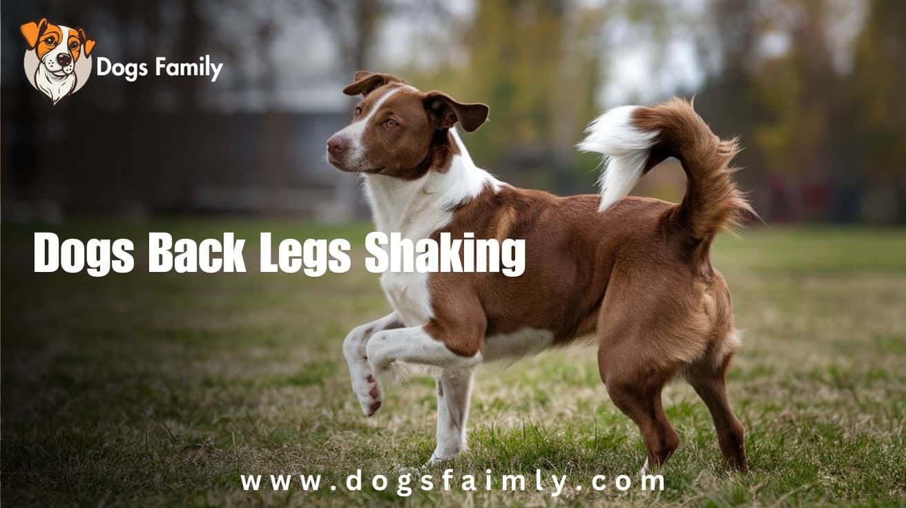 Dogs Back Legs Shaking