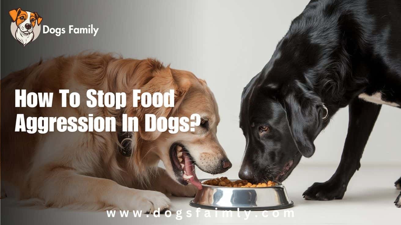 How To Stop Food Aggression In Dogs