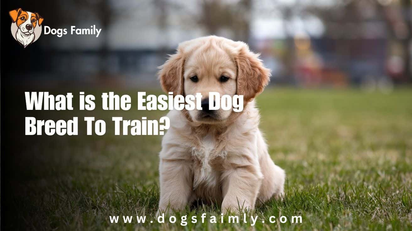 What is the Easiest Dog Breed To Train