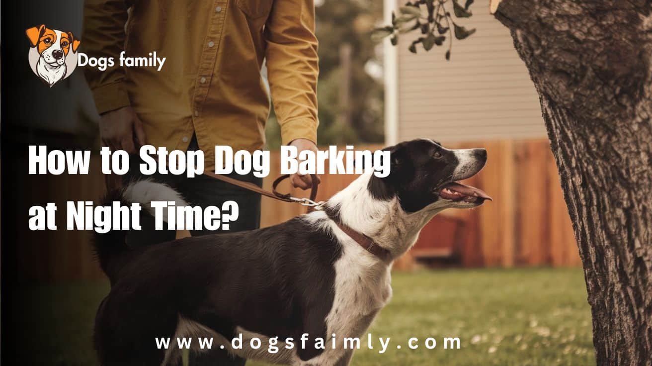 How to Stop Dog Barking at Night Time