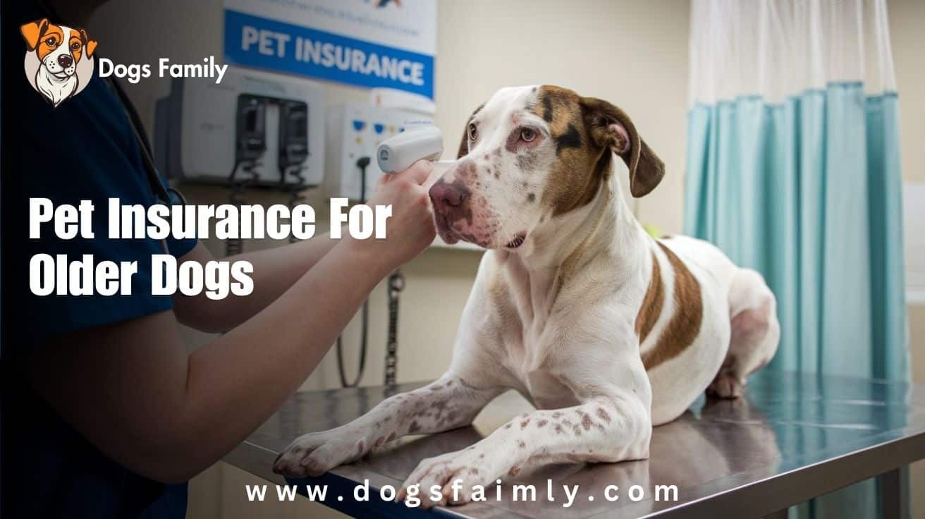 Pet Insurance for Older Dogs What to Know