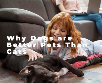 Why Dogs Are Better Pets Than Cats